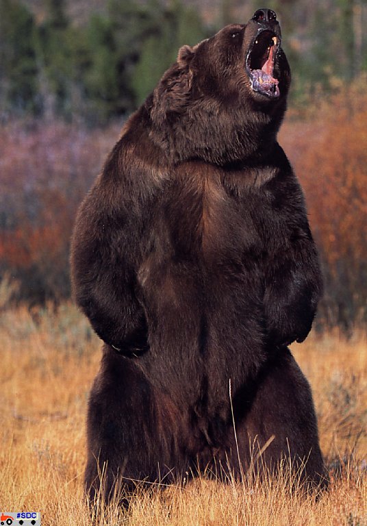 GCNAW024-Brown Bear.jpg