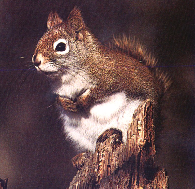GCNAW033-Red Squirrel.jpg