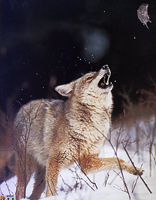 GCNAW041-Coyote.jpg