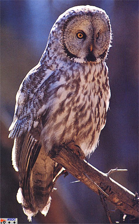 GCNAW048-Great Gray Owl.jpg