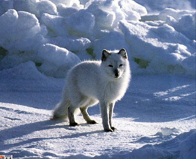 GCNAW056-Artic Fox.jpg