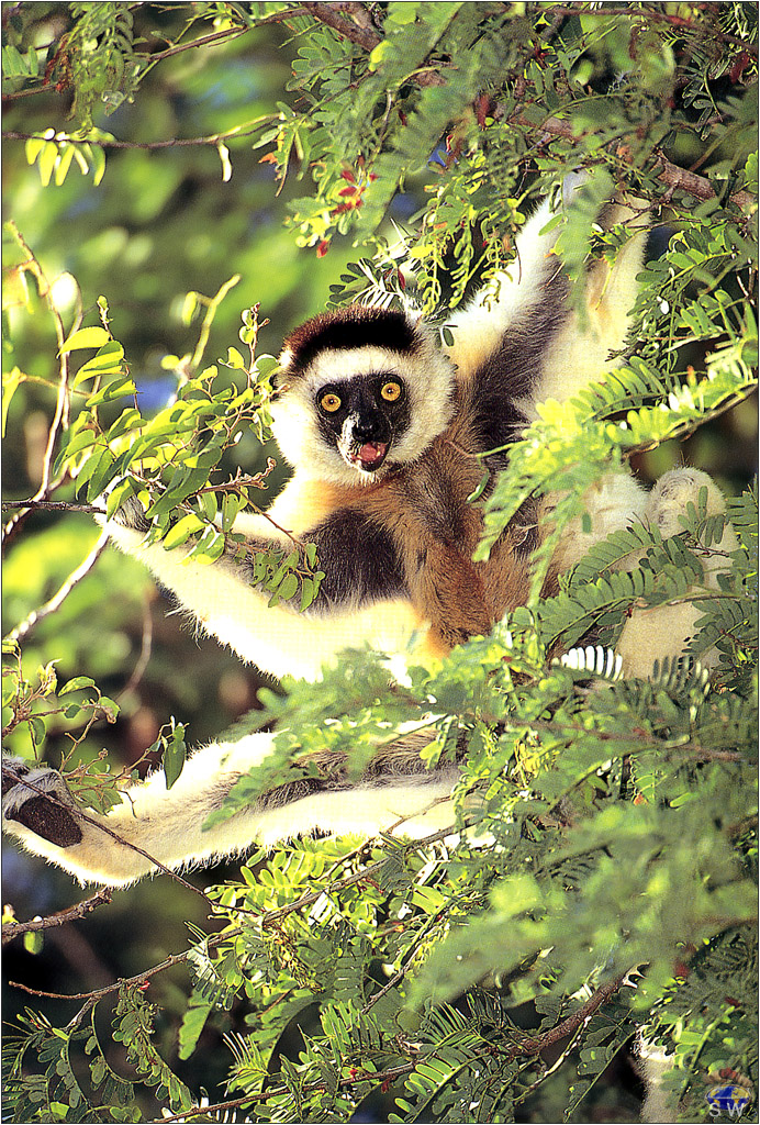 Lvs SW-N001 Sifaka Lemur Madagasgar.jpg