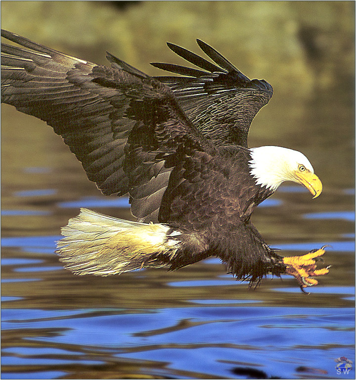 Lvs SW-N002 Bald Eagle Alaska.jpg