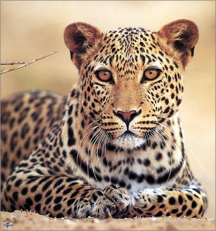 Lvs SW-N003 Leopard Kalahari.jpg