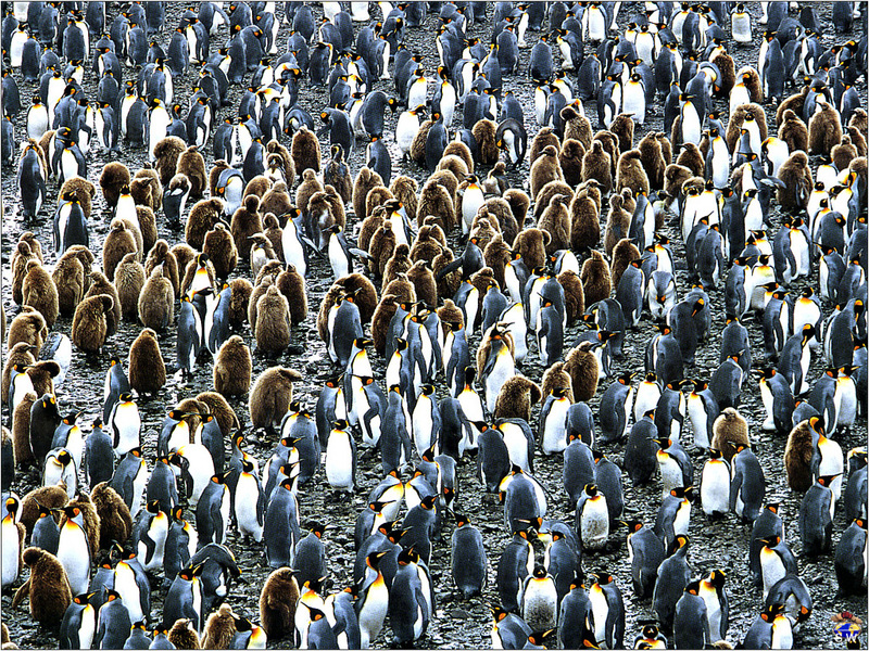Lvs SW-N006 King Penguins South Georgia.jpg