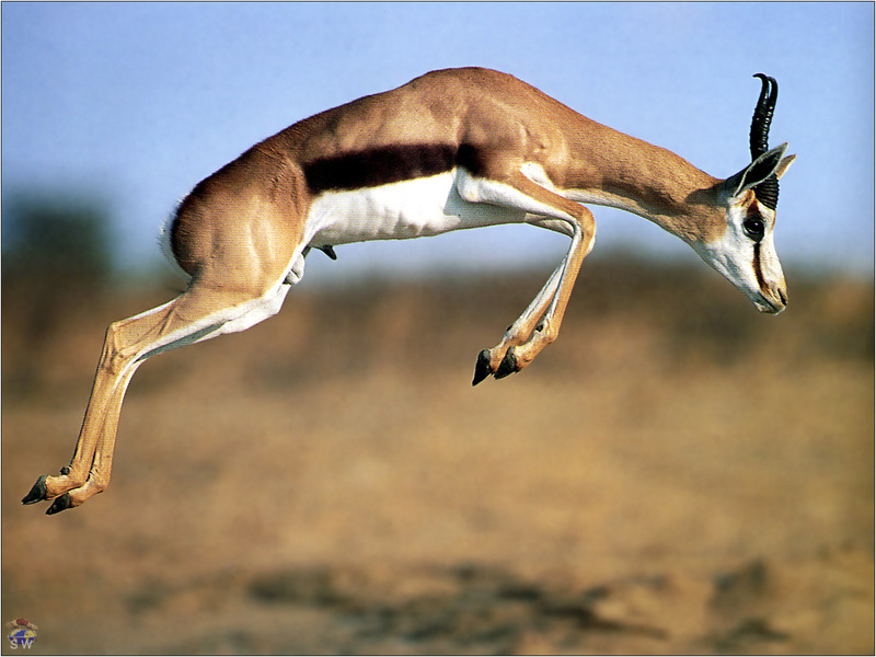 Lvs SW-N010 Leaping Springbok Kalahari.jpg