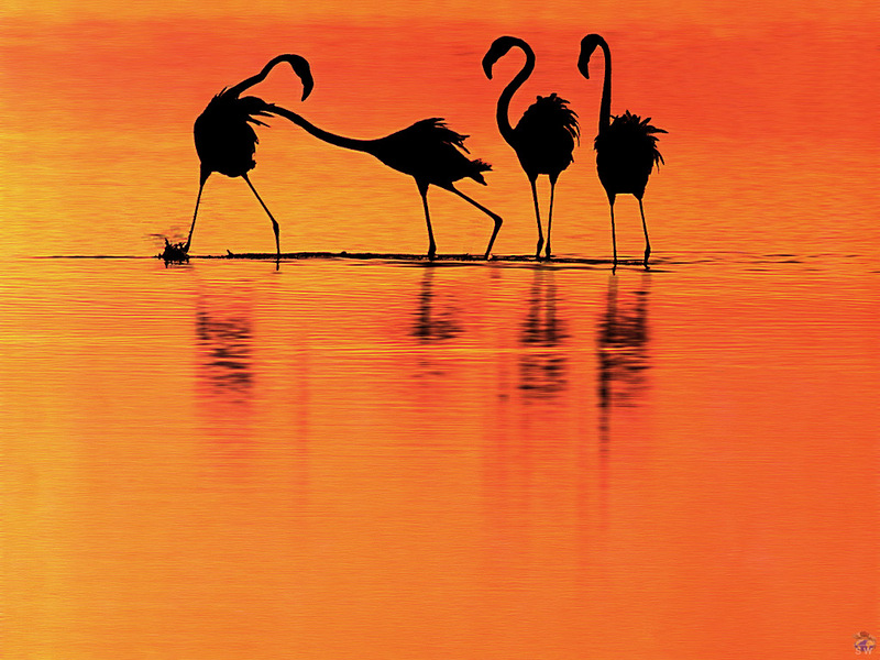 Lvs SW-N019 Flamingoes Bahrain.jpg
