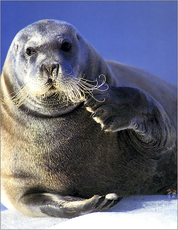 Lvs SW-N022 Bearded Seal New Zealand.jpg