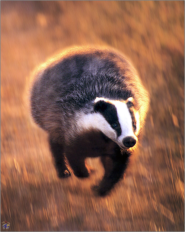 Lvs SW-N023 Running Badger UK.jpg