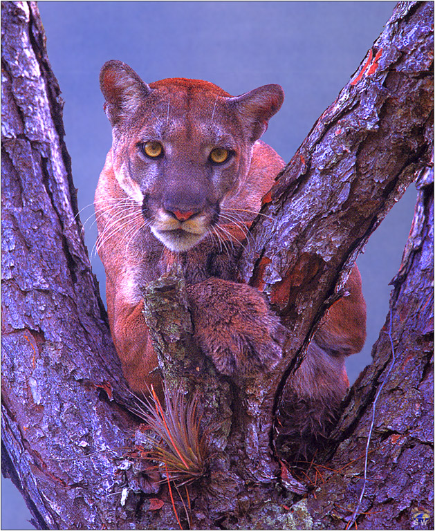 Lvs SW-N025 Florida Panther Big Cypress Swamp USA.jpg