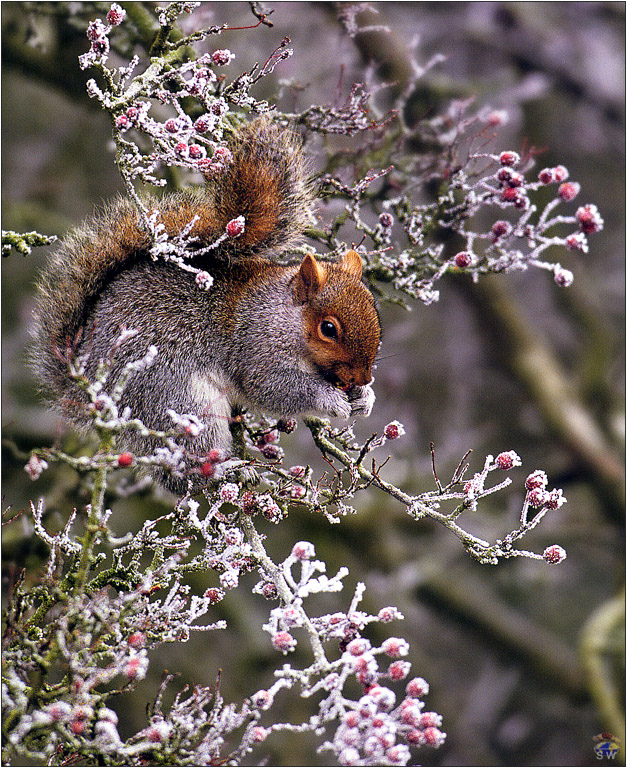 Lvs SW-N027 Grey Squirrel Eating Hawthorn Berries UK.jpg