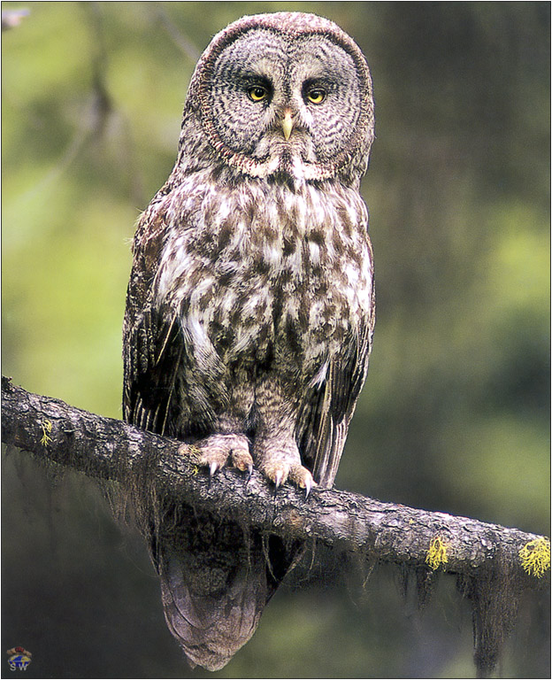 Lvs SW-N028 Great Gray Owl Oregon USA.jpg