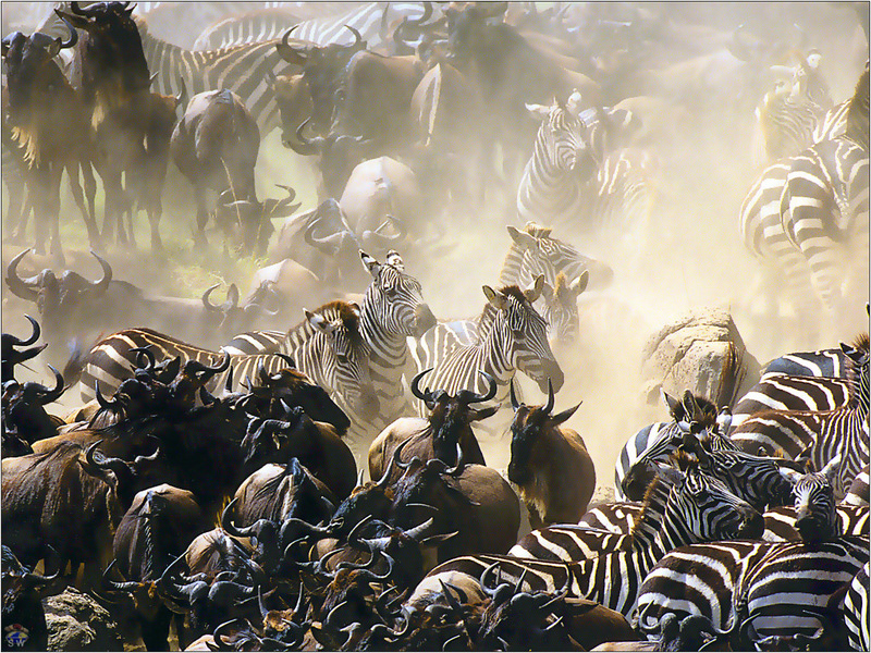 Lvs SW-N029 Plain Zebras And Wild Beasts South Africa.jpg