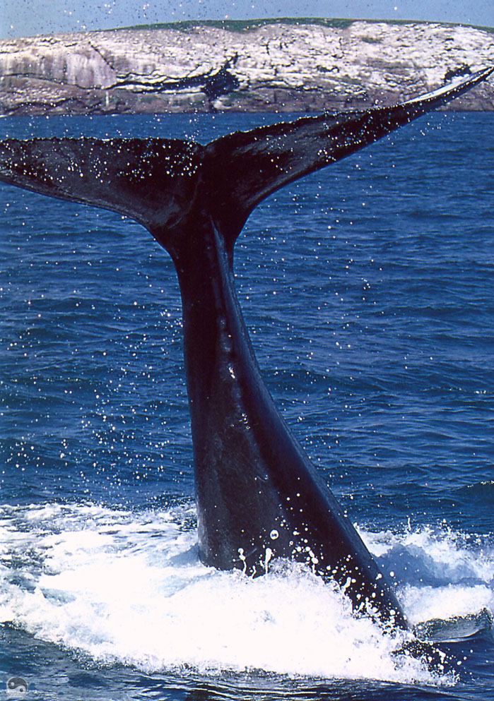 Wrath COTW 01 Whales In Newfoundland.jpg