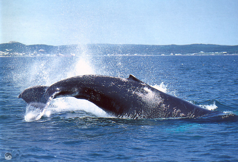 Wrath COTW 02 Whales In Newfoundland.jpg