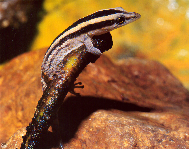 Wrath COTW 06 Cochran\'s Dwarf Gecko - Los Haitises National Park.jpg
