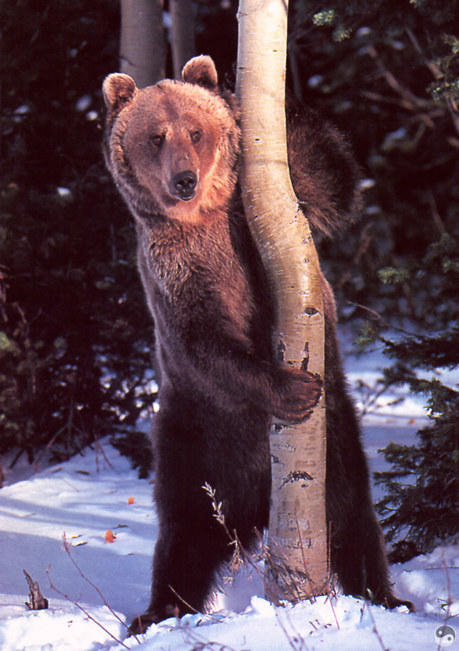 Wrath COTW 07 Grizzly Bear - British Columbia.jpg