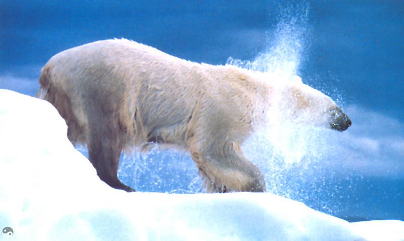 Wrath COTW 08 Polar Bear - Alaska.jpg