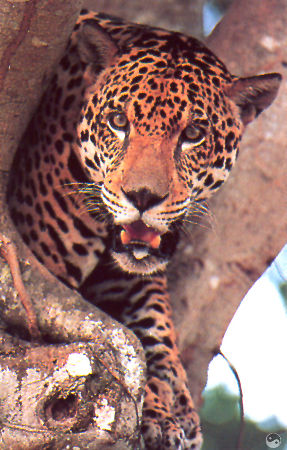 Wrath COTW 09 Sonoran Jaguar - Mexico.jpg