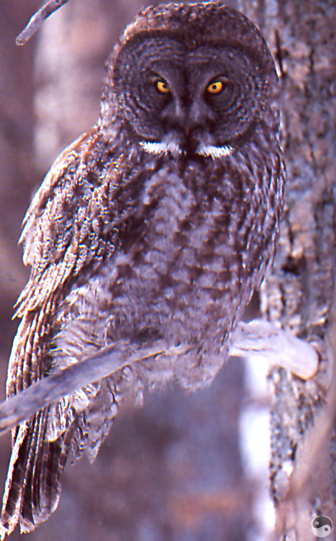 Wrath COTW 10 Great Grey Owl - Gatineau Park - Quebec.jpg