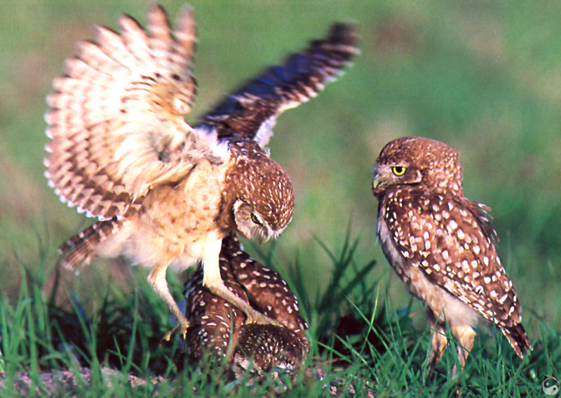 Wrath COTW 11 Burrowing Owls - Saskatchewan.jpg