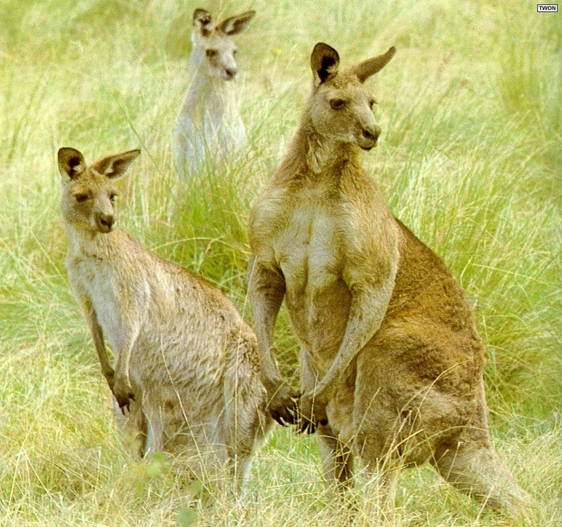 Twon L004 Eastern Grey Kangaroos.jpg