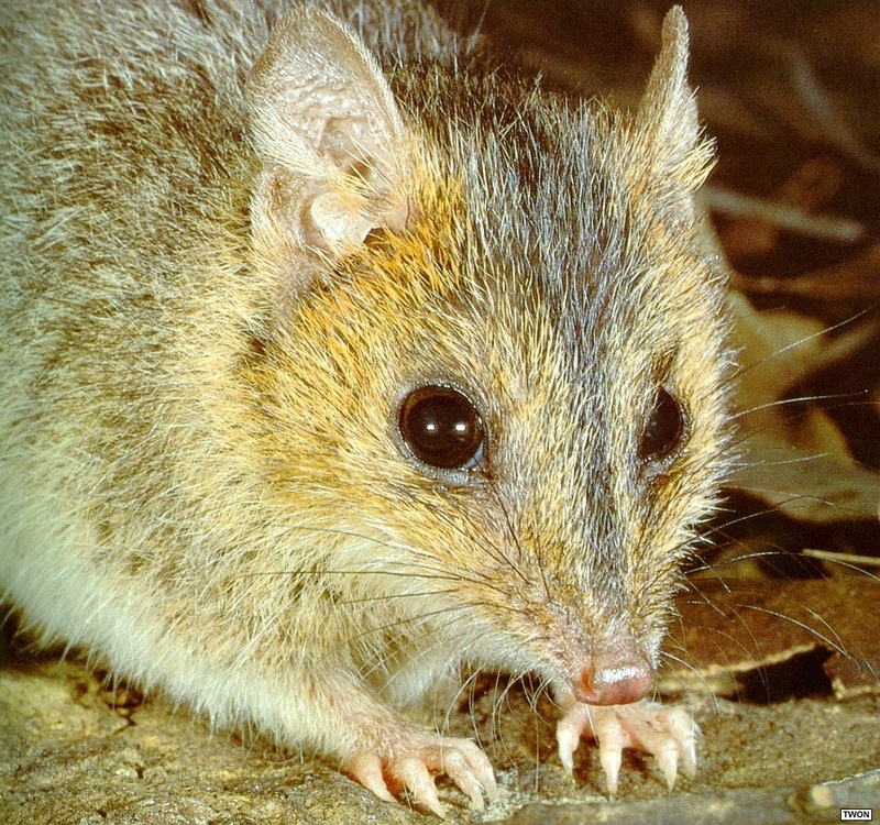 Twon L006 Red-cheeked Dunnart.jpg