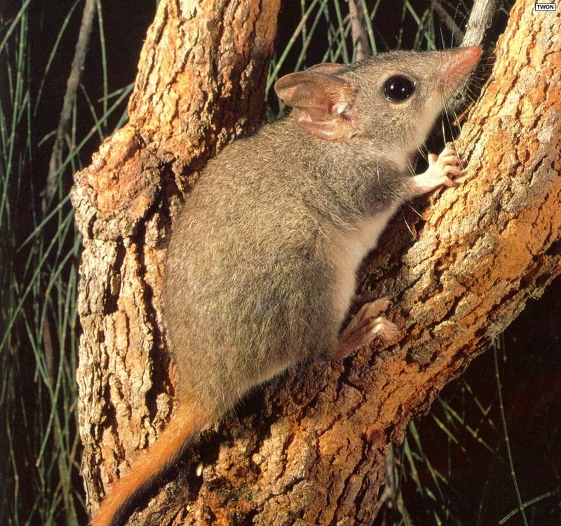 Twon L007 Red-tailed Phascogale.jpg