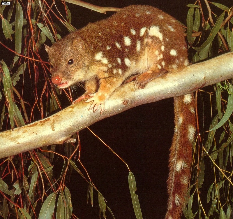 Twon L008 Spotted-tailed Quoll.jpg