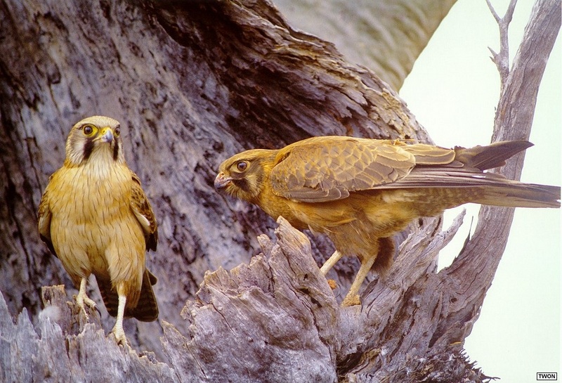 Twon L011 Brown Falcons.jpg