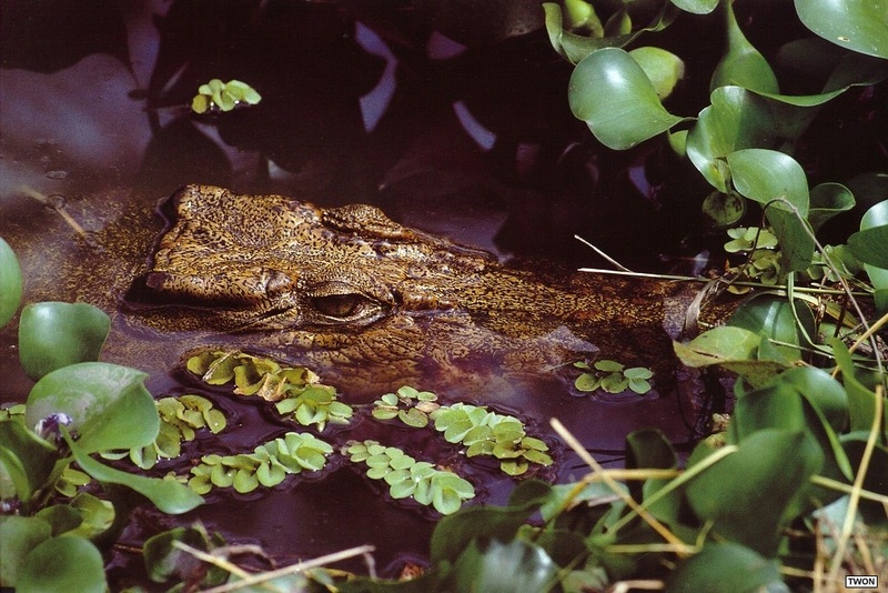 Twon L012 Freshwater Crocodile.jpg