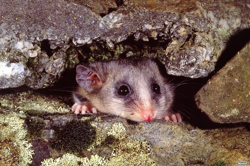 Twon L014 Mountain Pygmy-possum.jpg