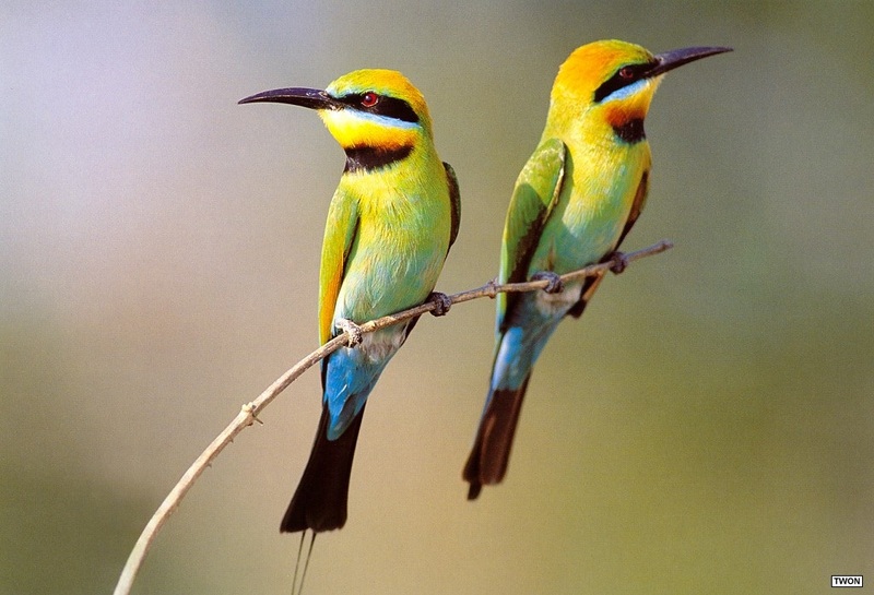 Twon L016 Rainbow Bee-eaters.jpg
