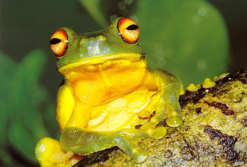 Twon L017 Red-eyed Tree Frog.jpg