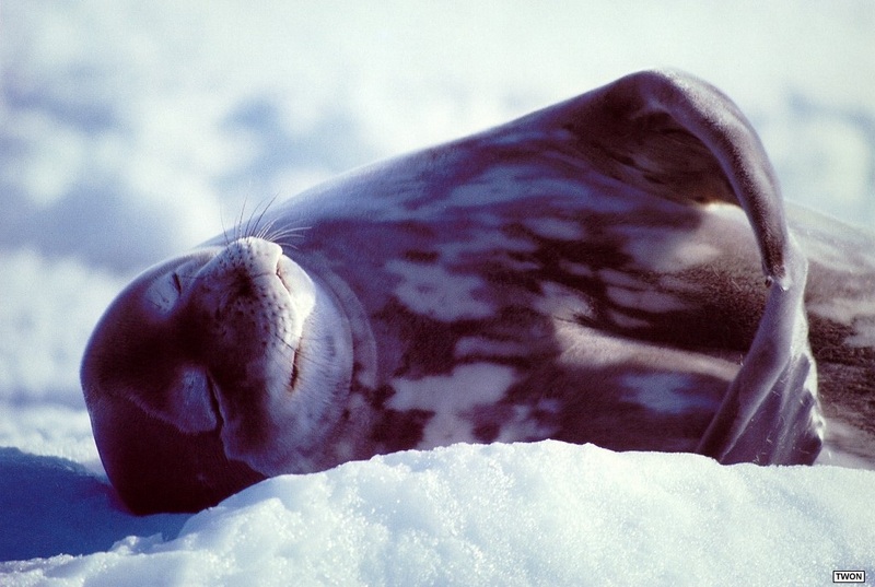 Twon L018 Waddell Seal.jpg