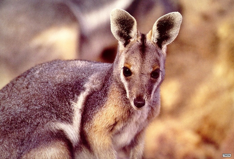 Twon L119 Yellow-footed Rock Wallaby.jpg
