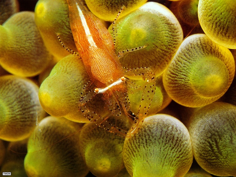 Twon S001 Anemone Shrimp.jpg