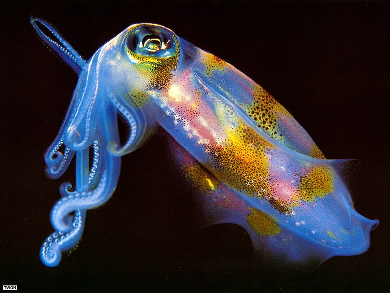 Twon S003 Cuttlefish.jpg