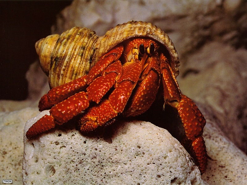 Twon S004 Hermit Crab.jpg