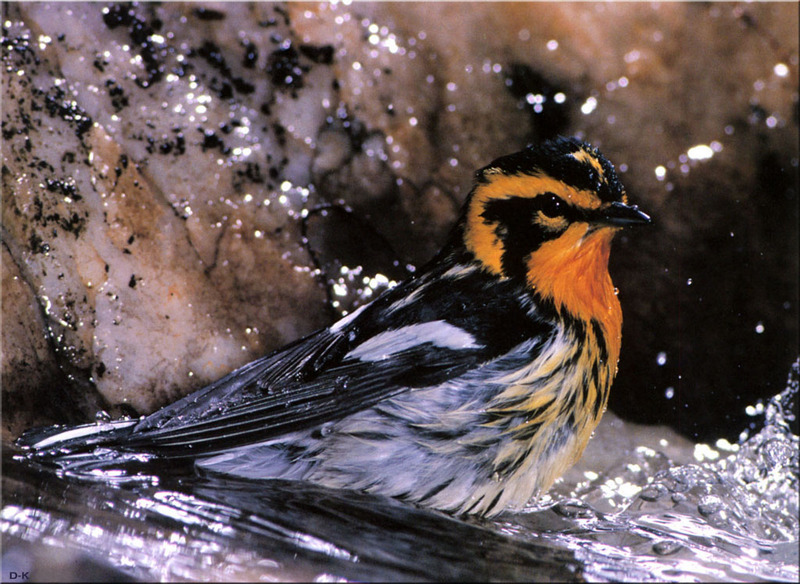dk 006 Blackburnian Warbler (Male).jpg