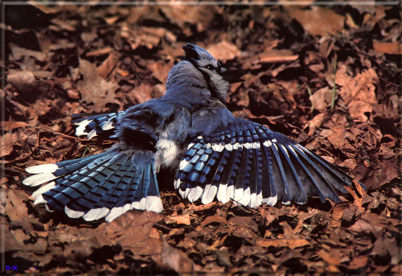 dk 007 Blue Jay (Open-winged).jpg