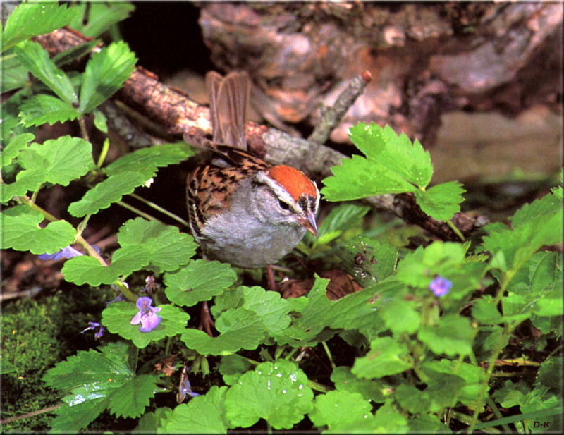 dk 011 Chipping Sparrow (Male).jpg