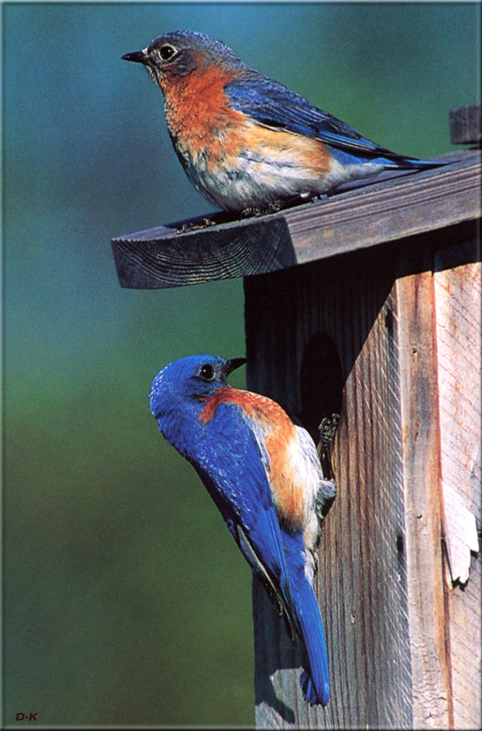 dk 014 Eastern Bluebirds House-hunting (Male below).jpg