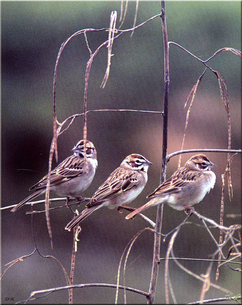 dk 027 Lark Sparrows.jpg