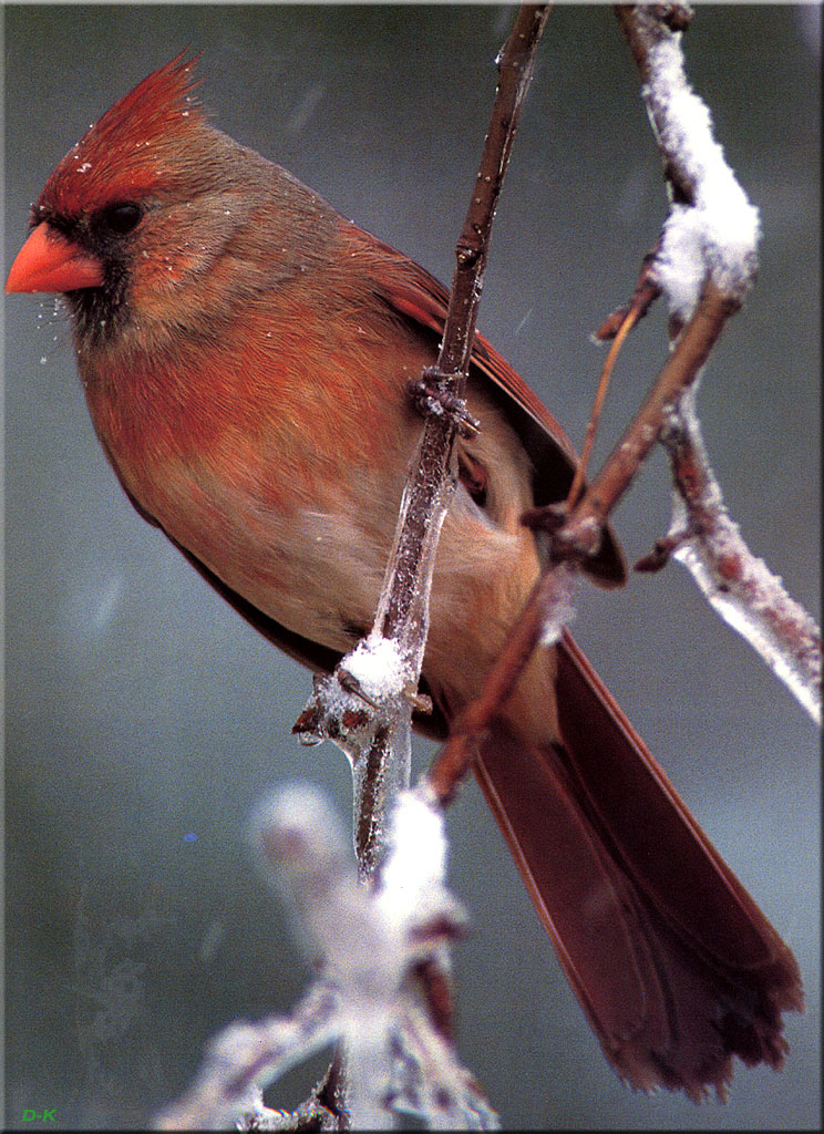 dk 029 Northern Cardinal (Female).jpg