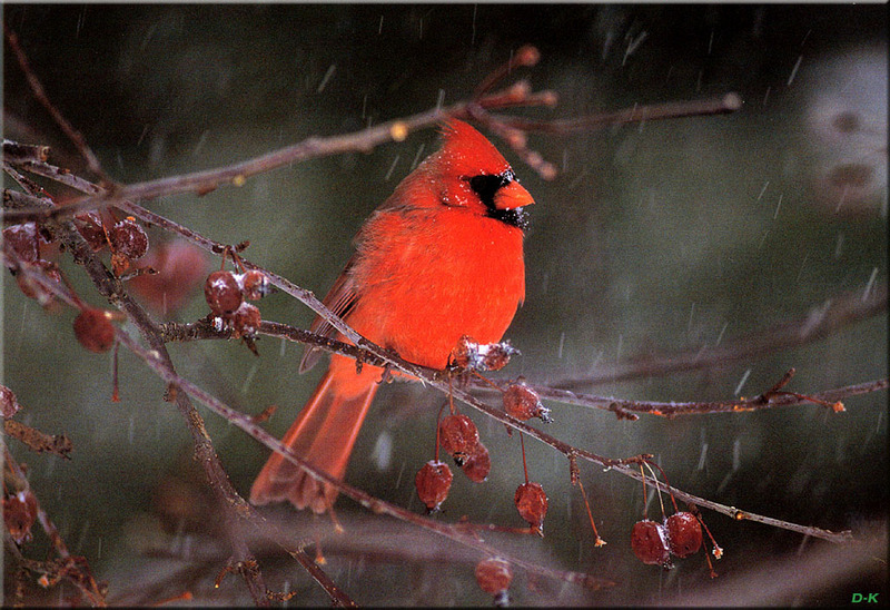 dk 030 Northern Cardinal (Male).jpg