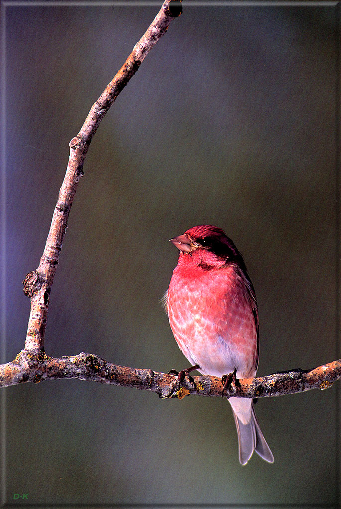 dk 034 Purple Finch (Male).jpg