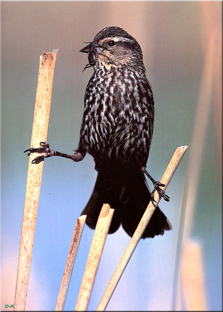 dk 036 Red Winged Blackbird (Female).jpg