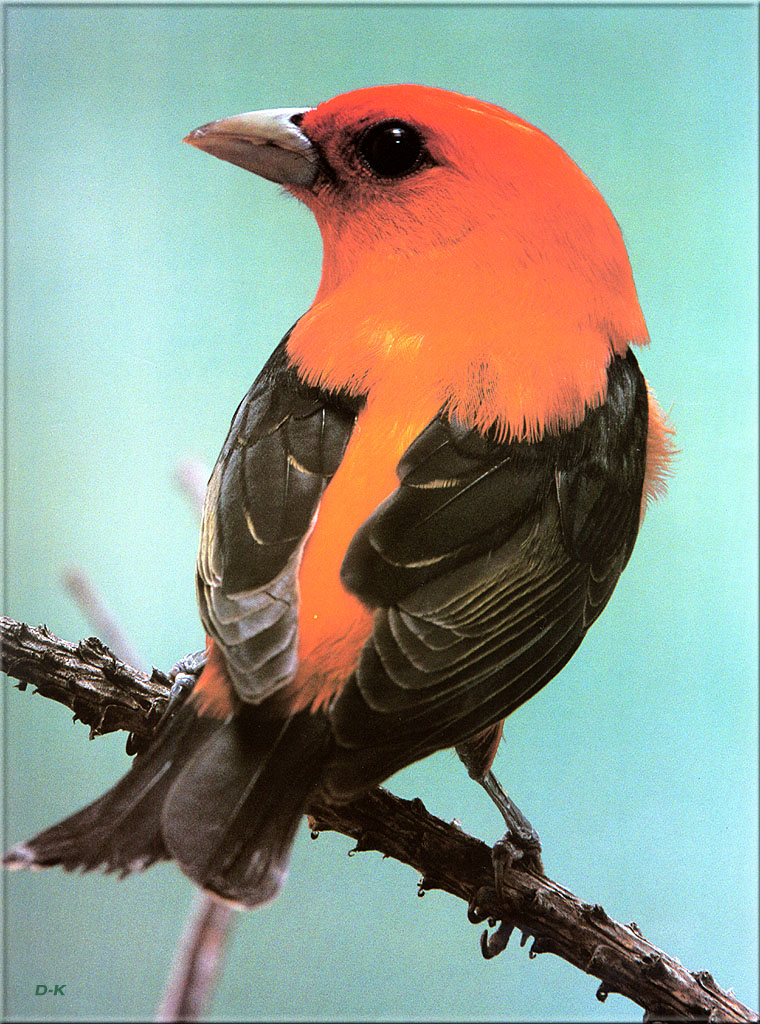 dk 040 Scarlet Tanager (Male) 1.jpg