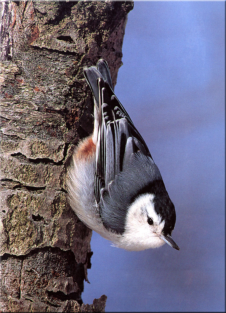 dk 051 White Breasted Nuthatch.jpg